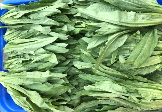 學(xué)校食材油麥菜配送 18.jpg
